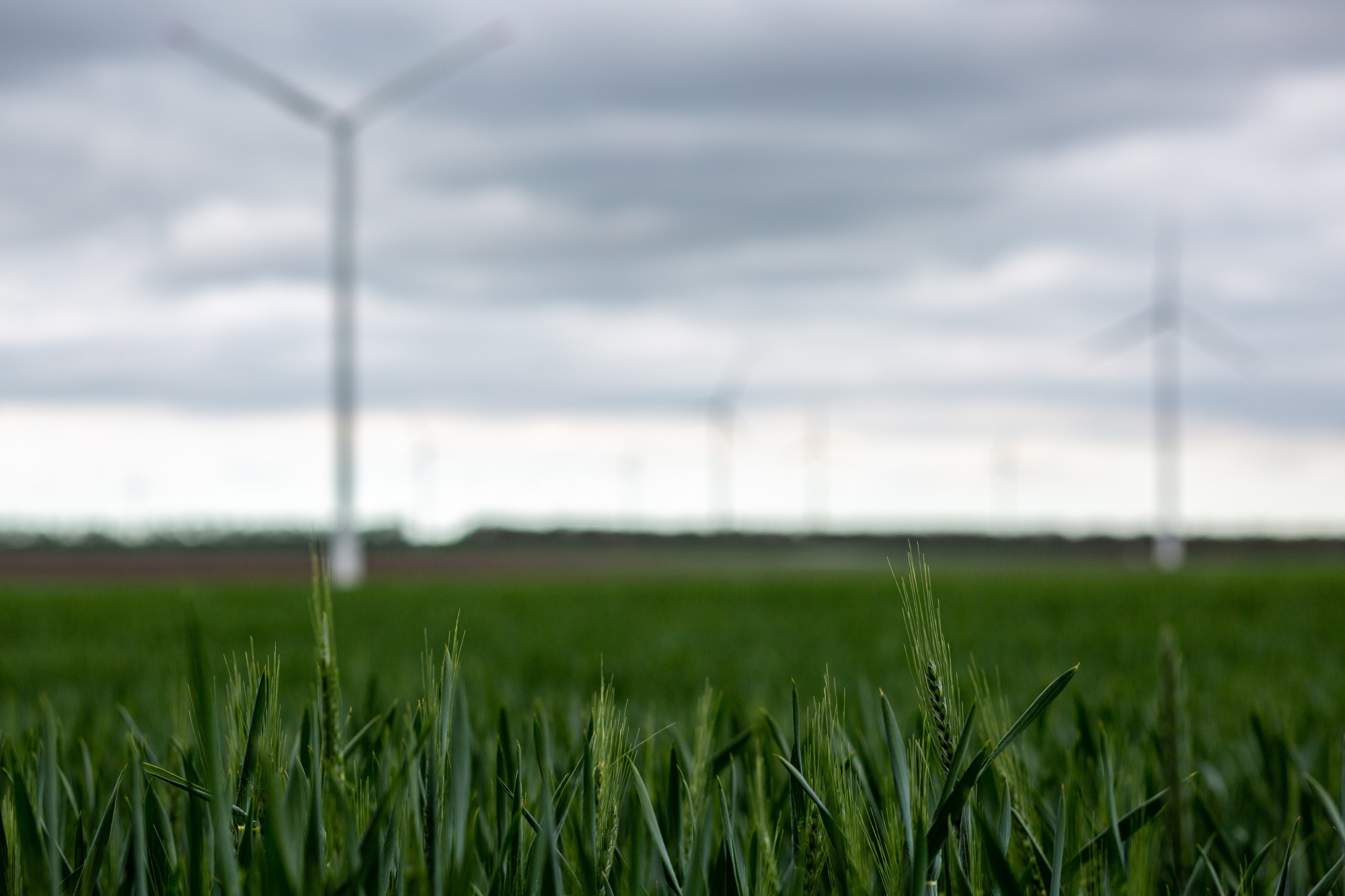 Grünes Weizenfeld mit unscharfen Windkraftanlagen unter bewölktem Himmel.